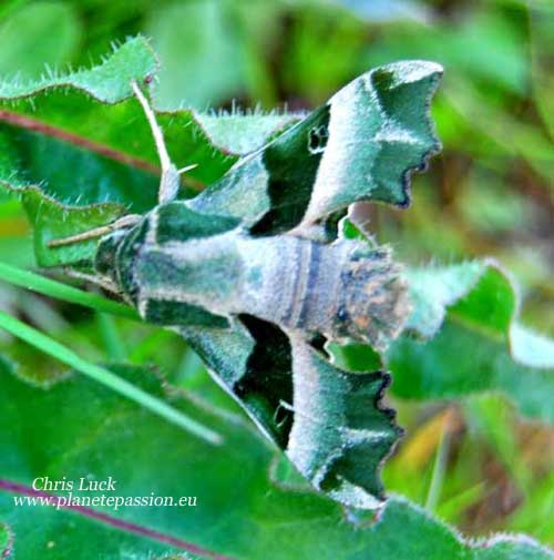 Willow-herb hawk moth France