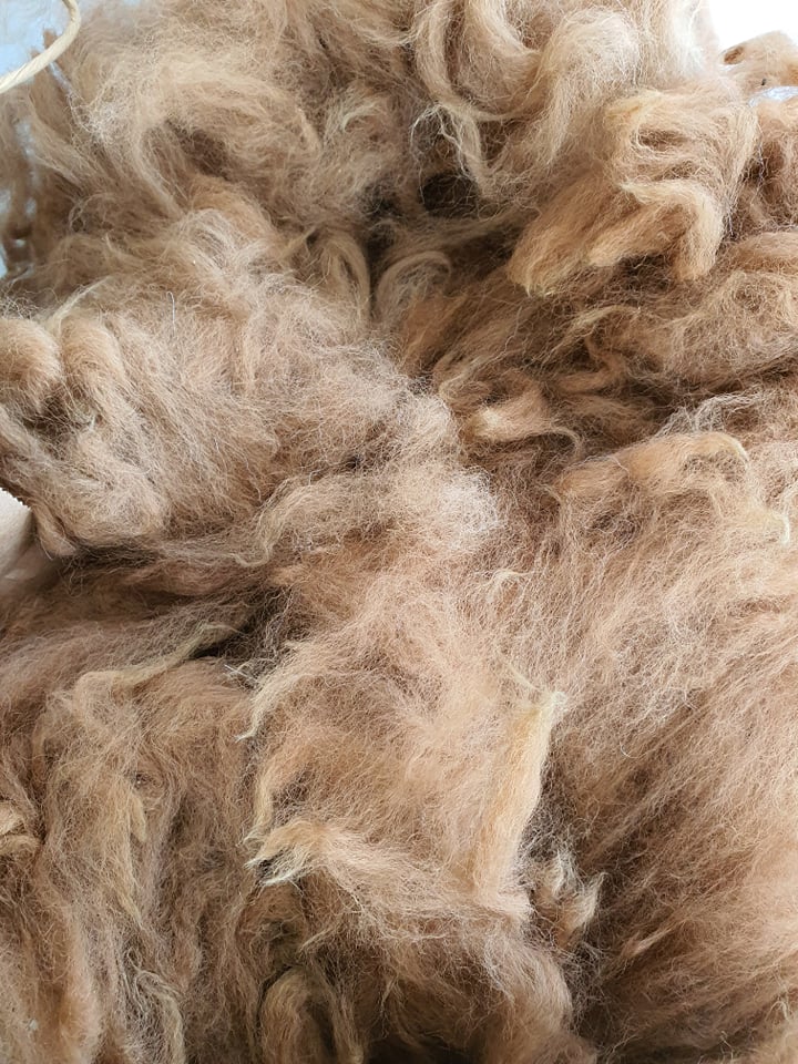 Raw Alpaca Fleece