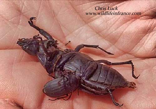 Carrion beetle with dead Stag beetle, France