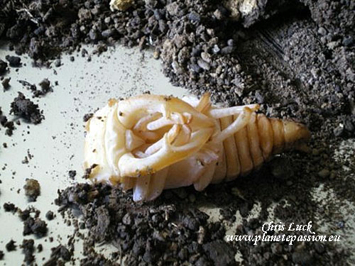 Partly developed Stag beetle larva, France