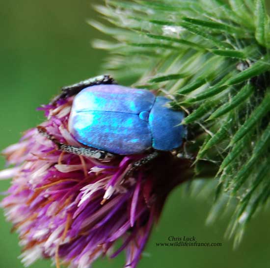 Blue Chafer beetle   Hoplia coerulea  in France
