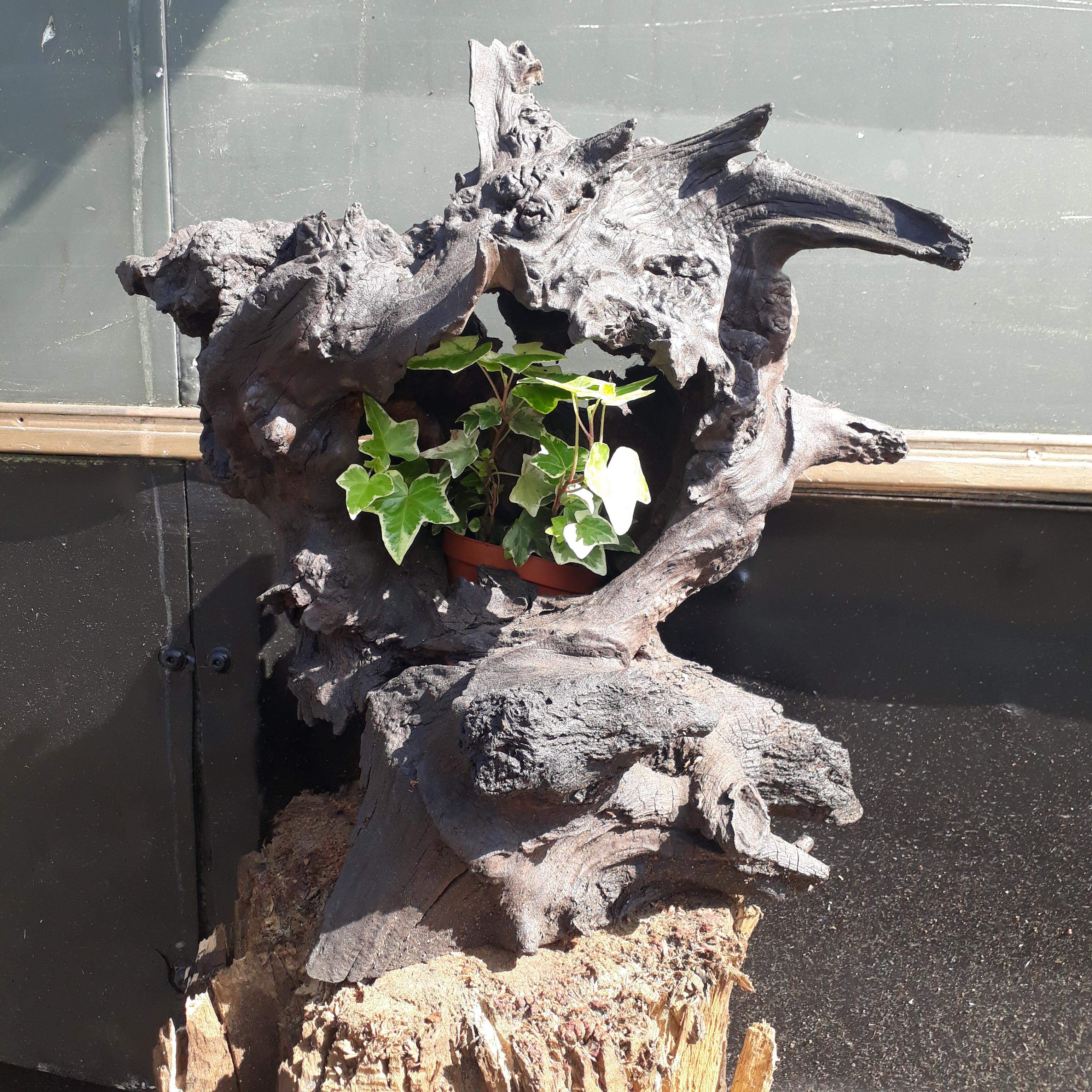 Oak root sculpture with ivy plant