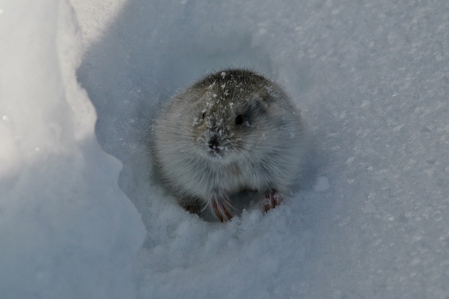 We came across a small Arctic Mouse, he looks so cute!! :)