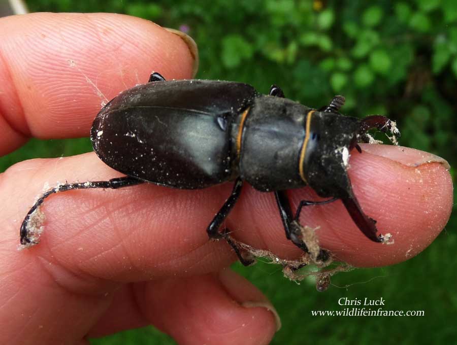 Male Stag Beetle rescued from shed, France