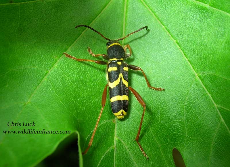 Wasp beetle Clytus arietis Le clyte bélier  France