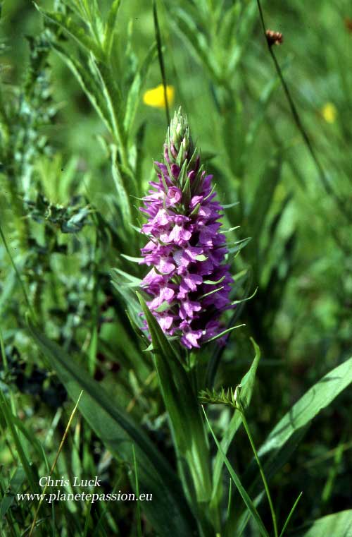 Early Marsh Orchid  Dactylorhiza incarnata in France