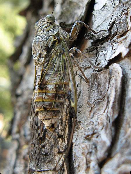 Cicada grise France