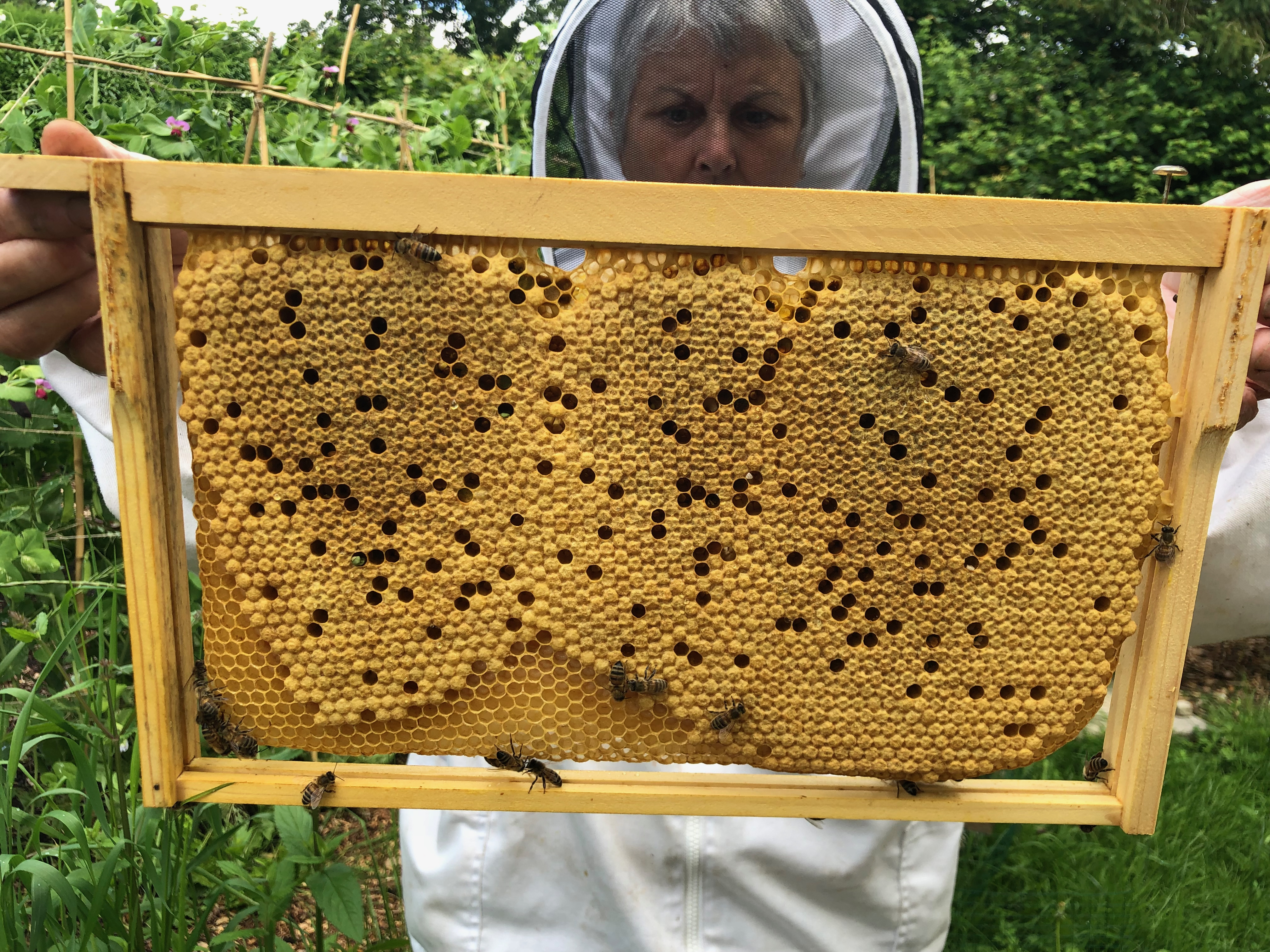 Honey Bee colonies for sale