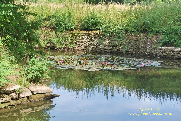 typical village or hamlet pond in France