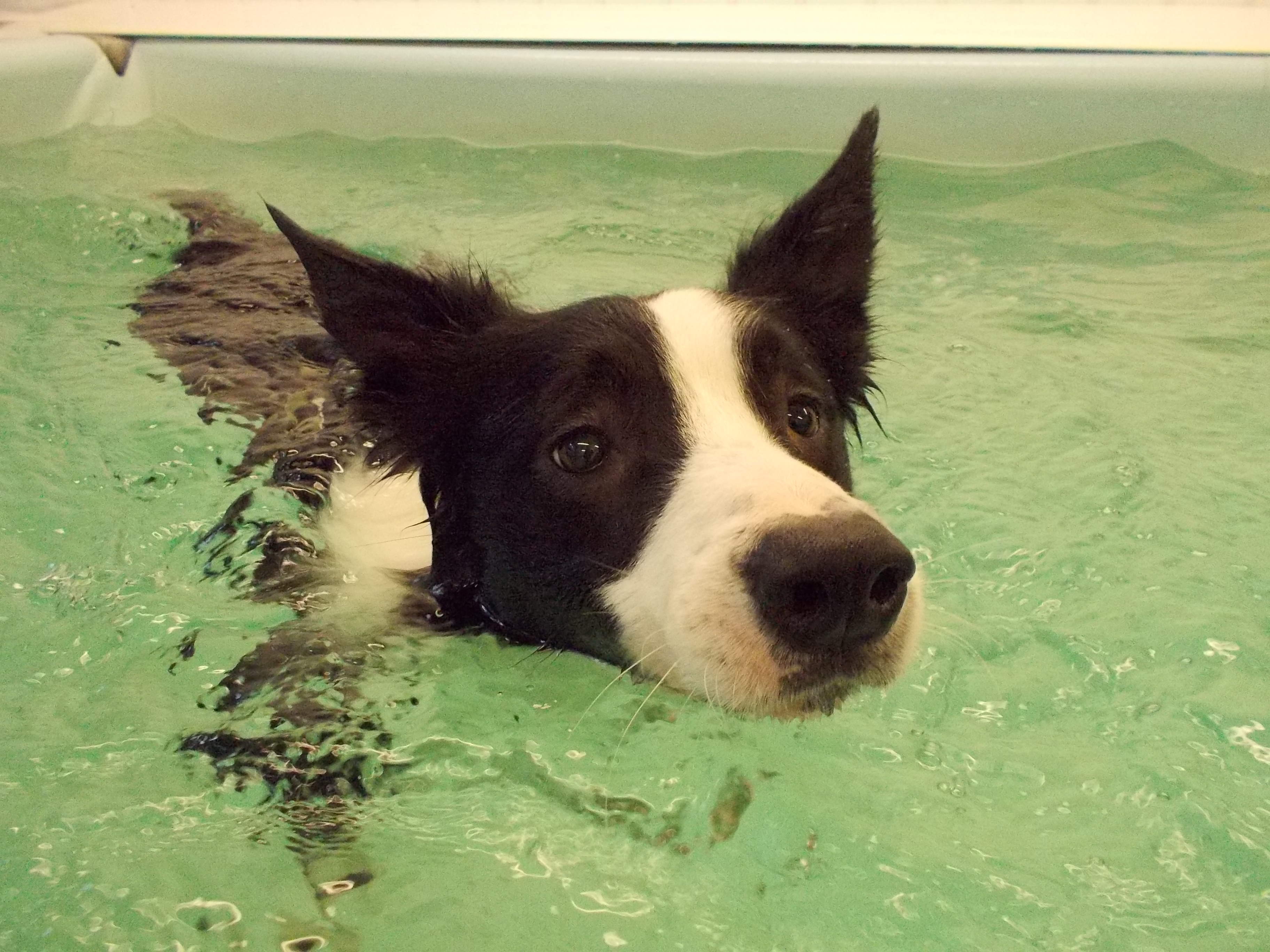 Hydrotherapy helps dogs to recovery from injury - the Solway Canine Hydrotherapy Centre