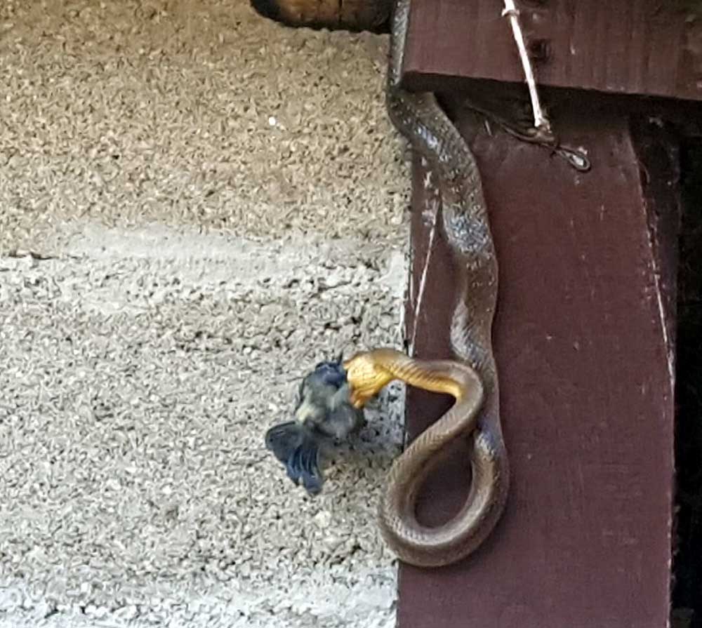 Aesculapian snake eating baby bird in France