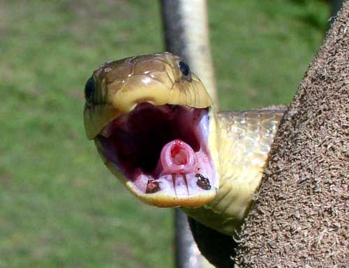 Почему змея высовывает. Язык змеи. Змея с открытым ртом.