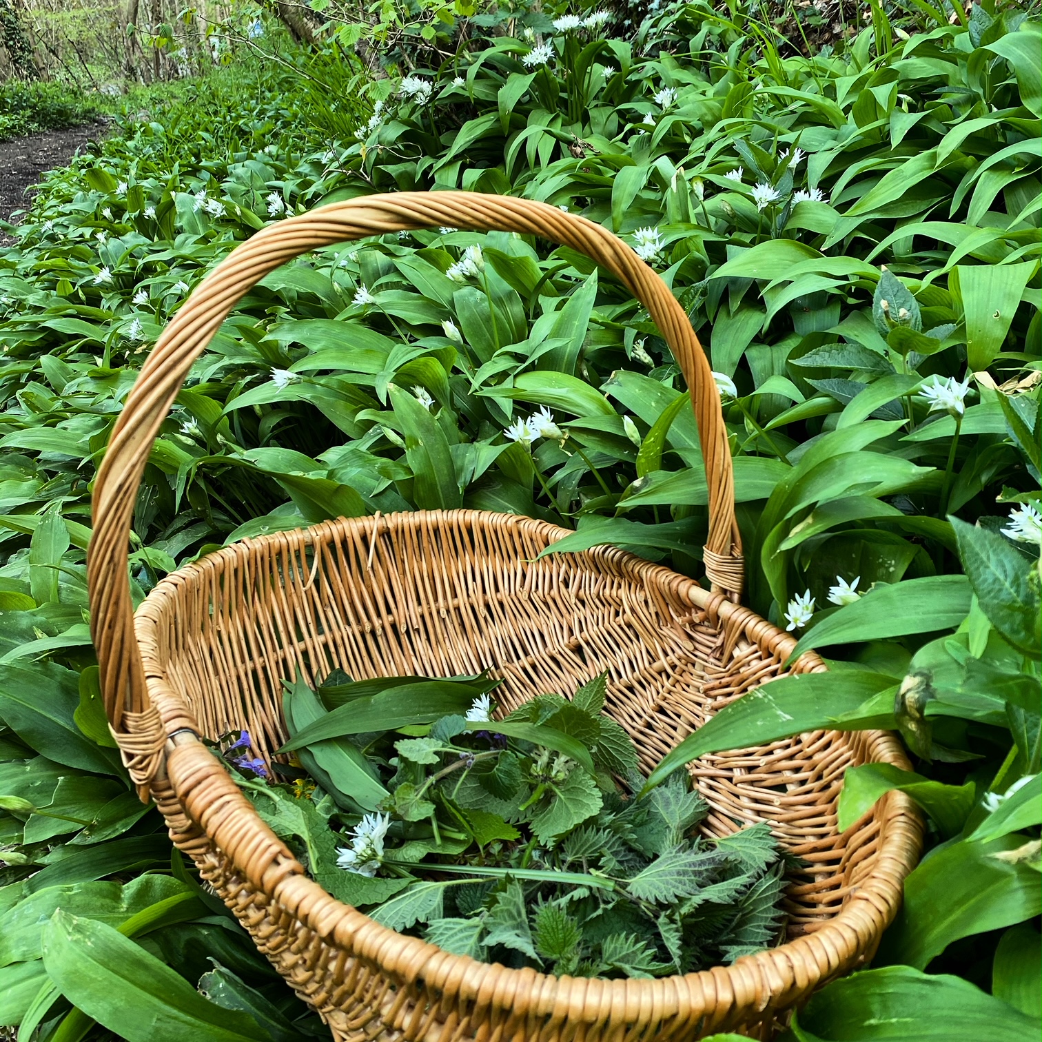 Foraging confessions - wild garlic is not for me