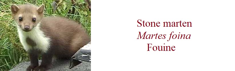 Stone marten, Martes foina, Fouine in France