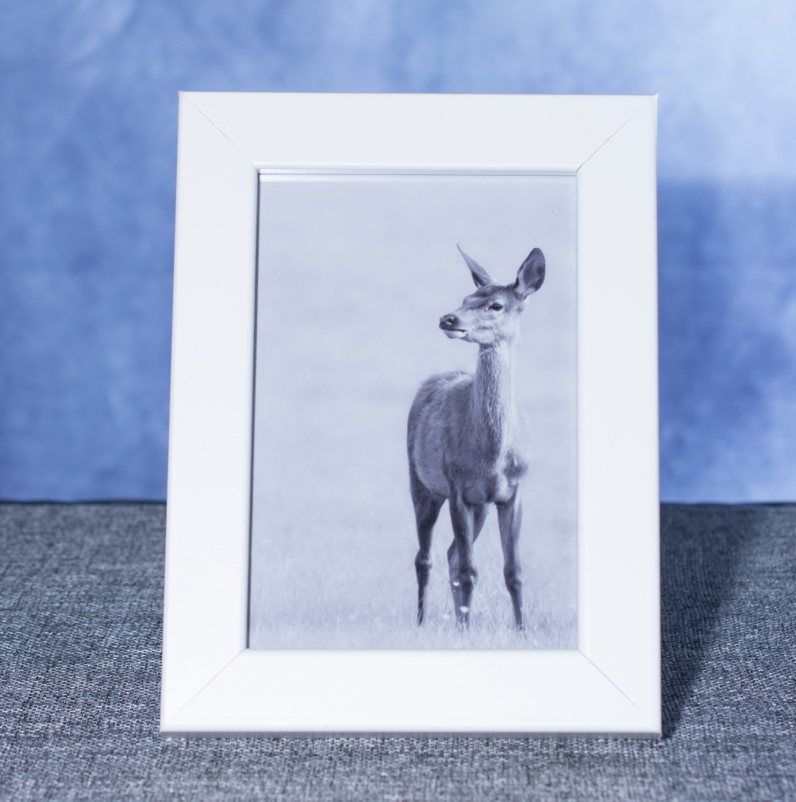 6x4 deer framed photo