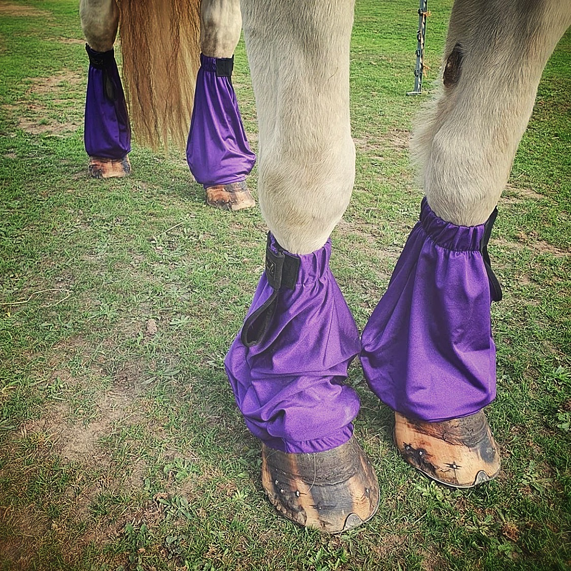 Trophy Tails Equine Injury Boots