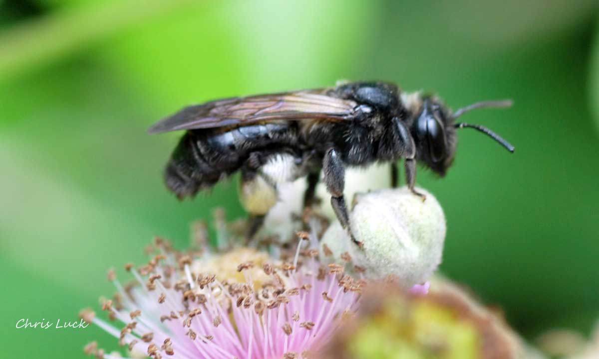 Carpenter bee France