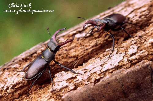 Two male stag beetles in France
