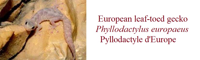 European leaf-toed gecko (Phyllodactylus europaeus)  Pyllodactyle d'Europe in France