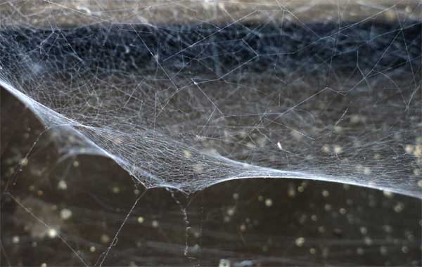 Spider web France