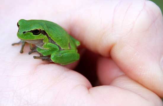 Baby Common Tree Frog, France