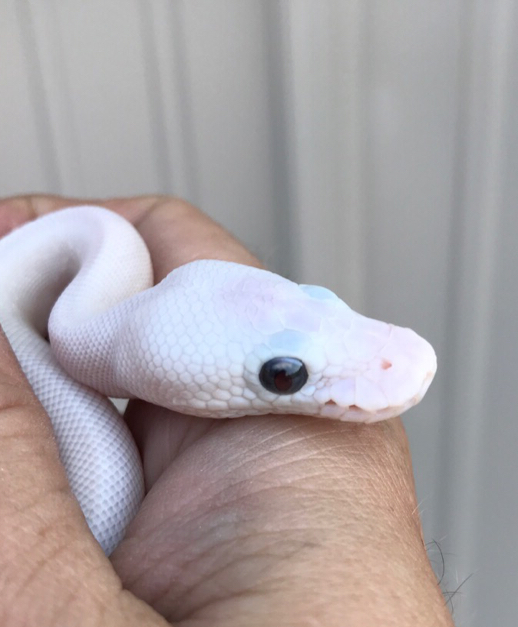 Blue Eyed Leucistic Royal Python