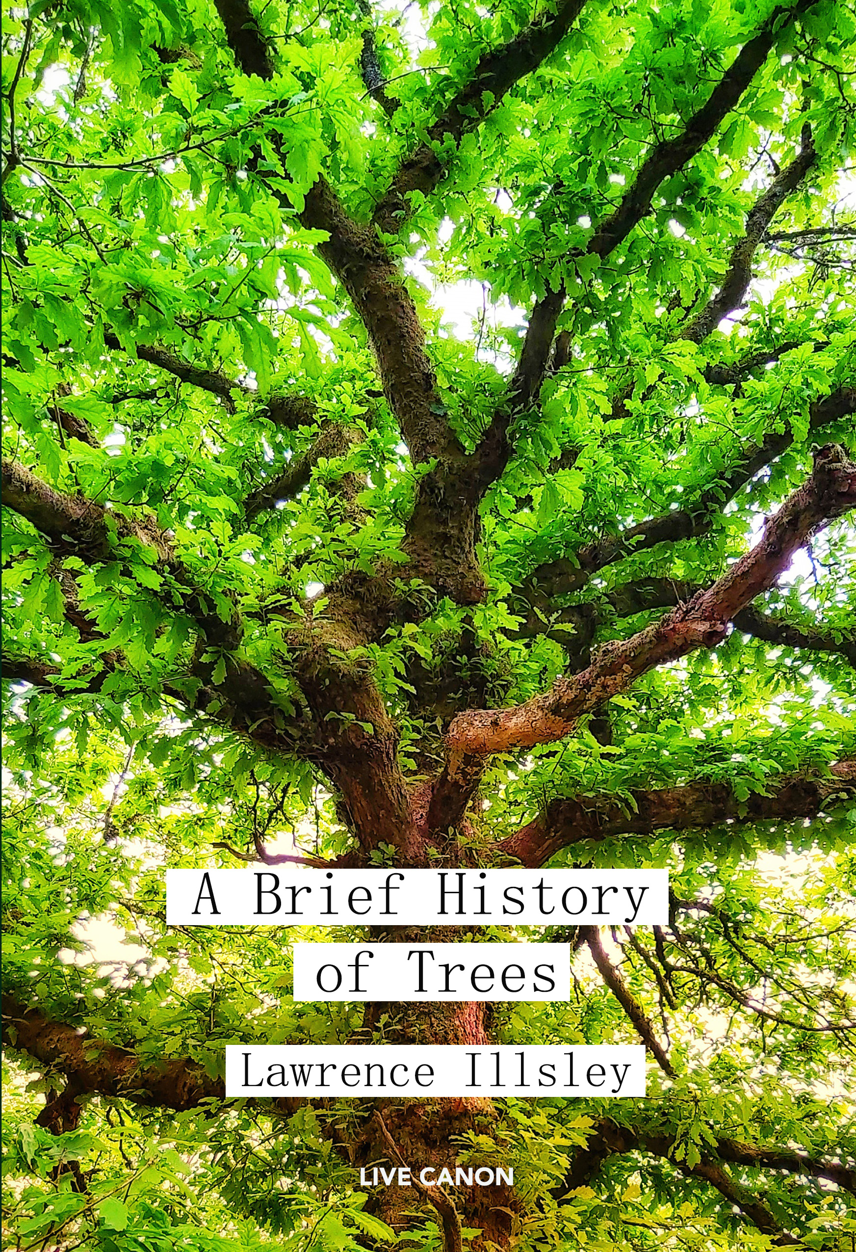 A Brief History of Trees