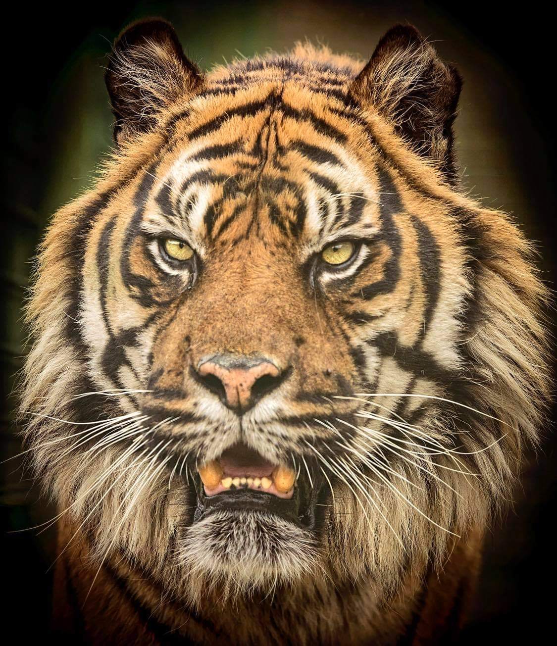 Protect Big Cats - Tiger