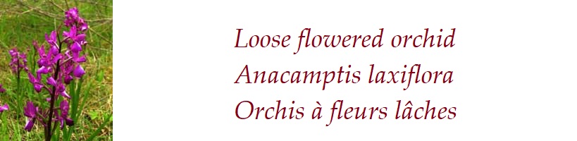 Loose flowered orchid  Anacamptis laxiflora  Orchis à fleurs lâches