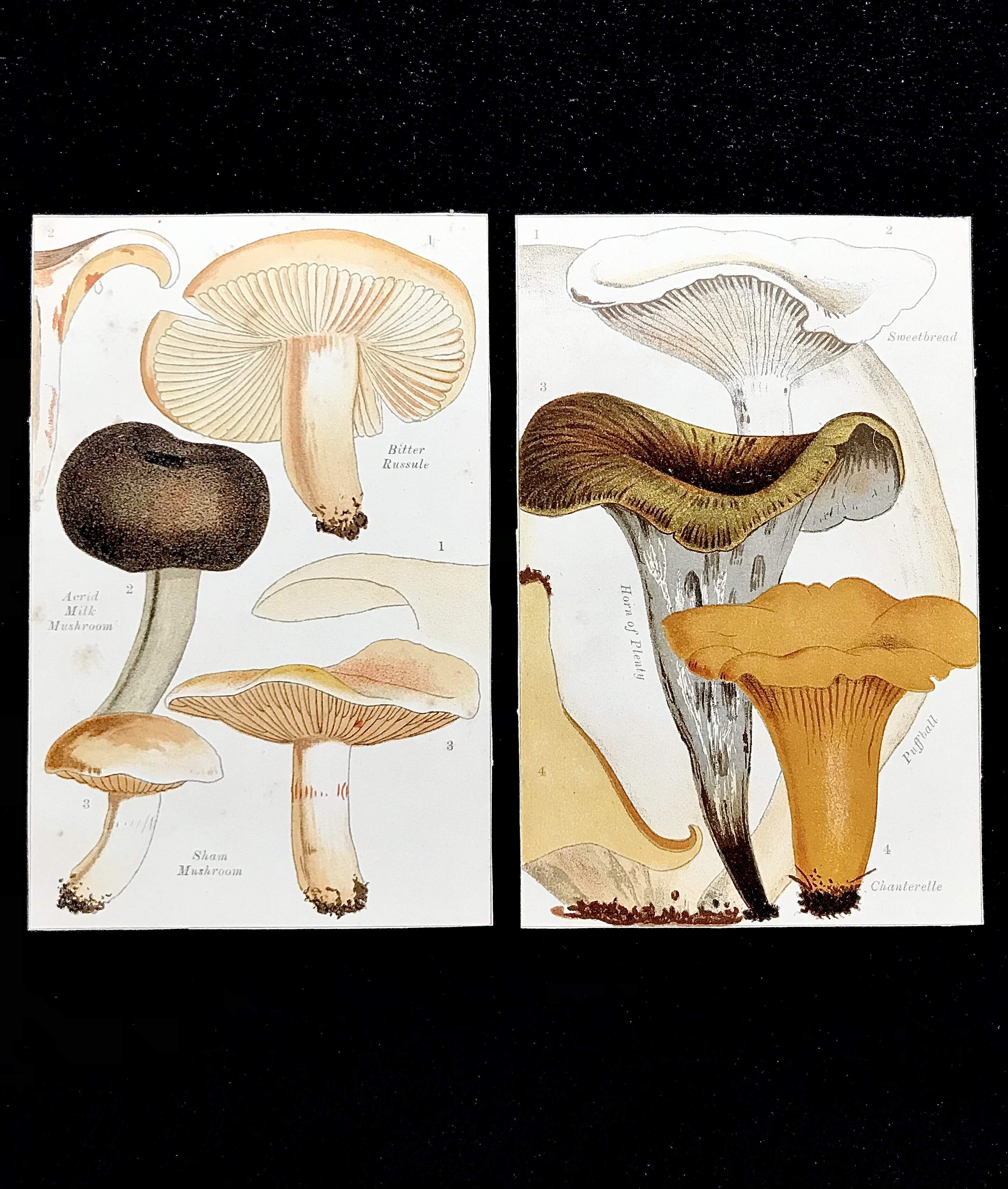 Two Illustrated Plates of Various Fungi