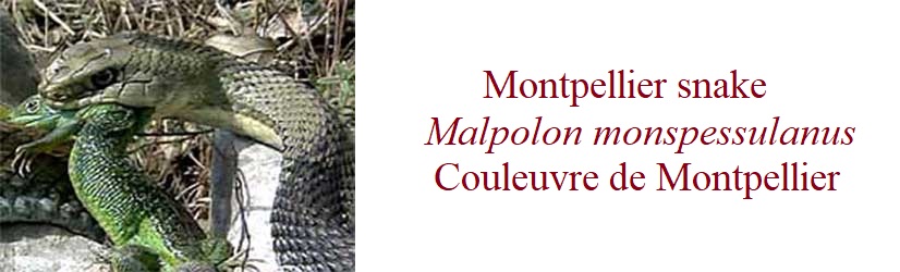 Montpellier snake, Malpolon monspessulanus, Couleuvre de Montpellier in France