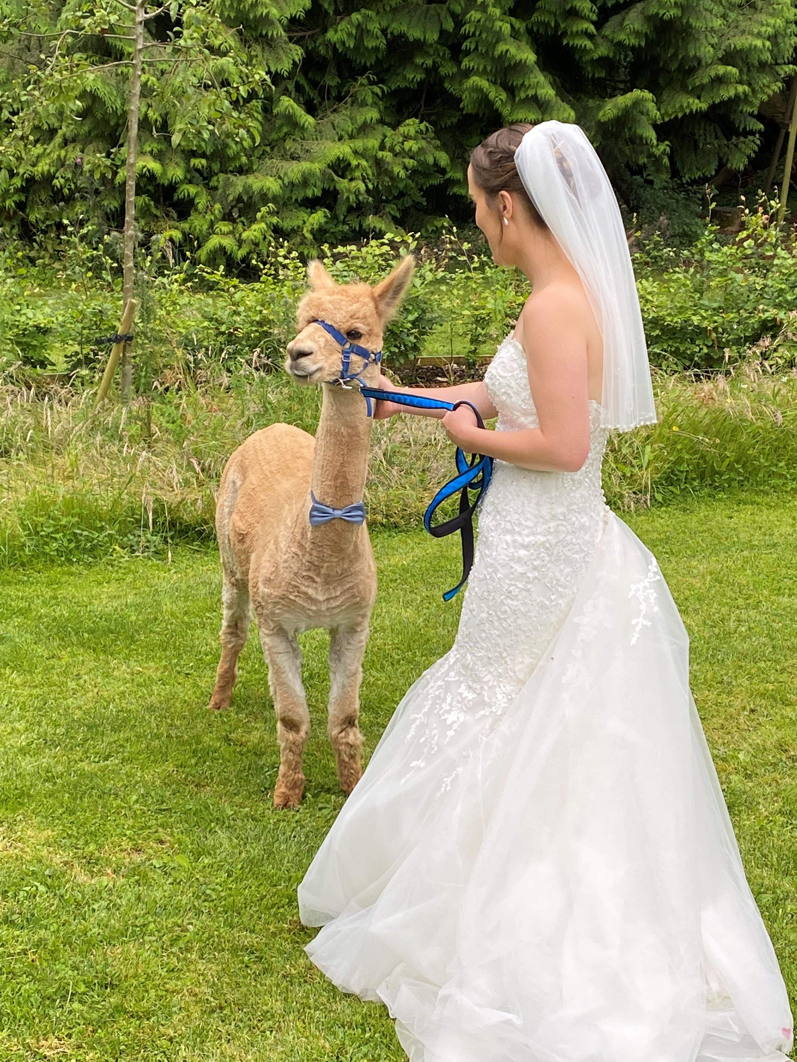 Alpaca with bride