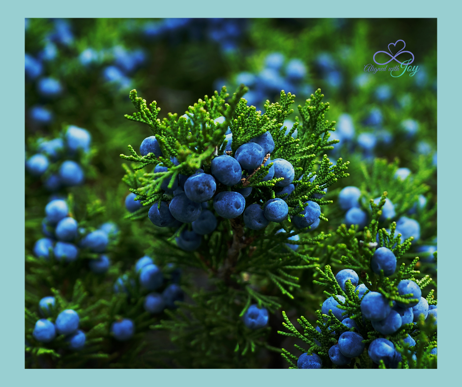 Juniper, more than just an Ingredient in Gin