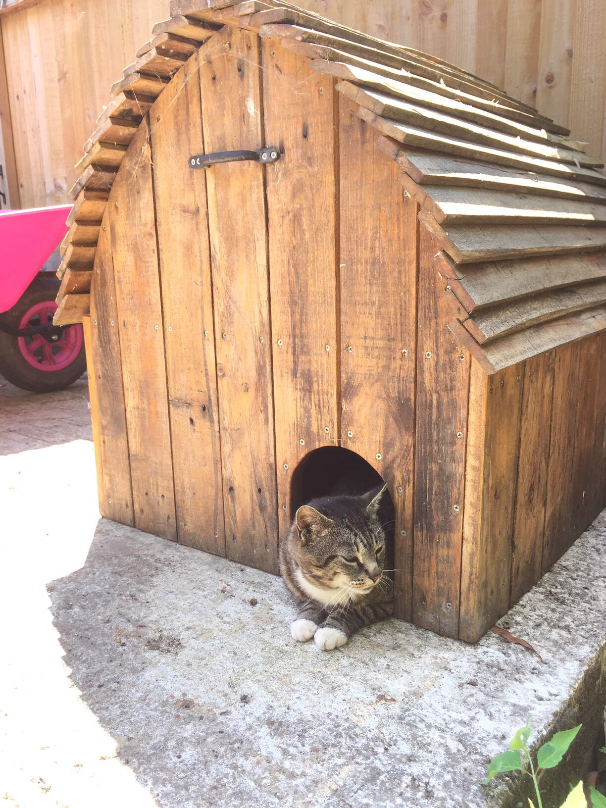 Construction of a floating duck house... well, the cat likes it!