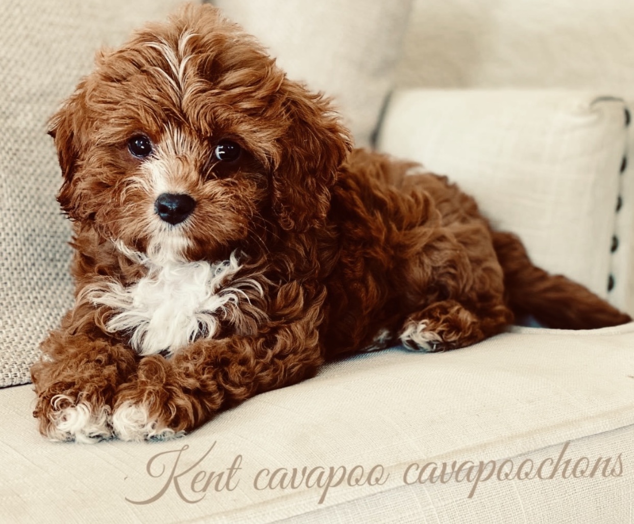 cavapoo breeders england