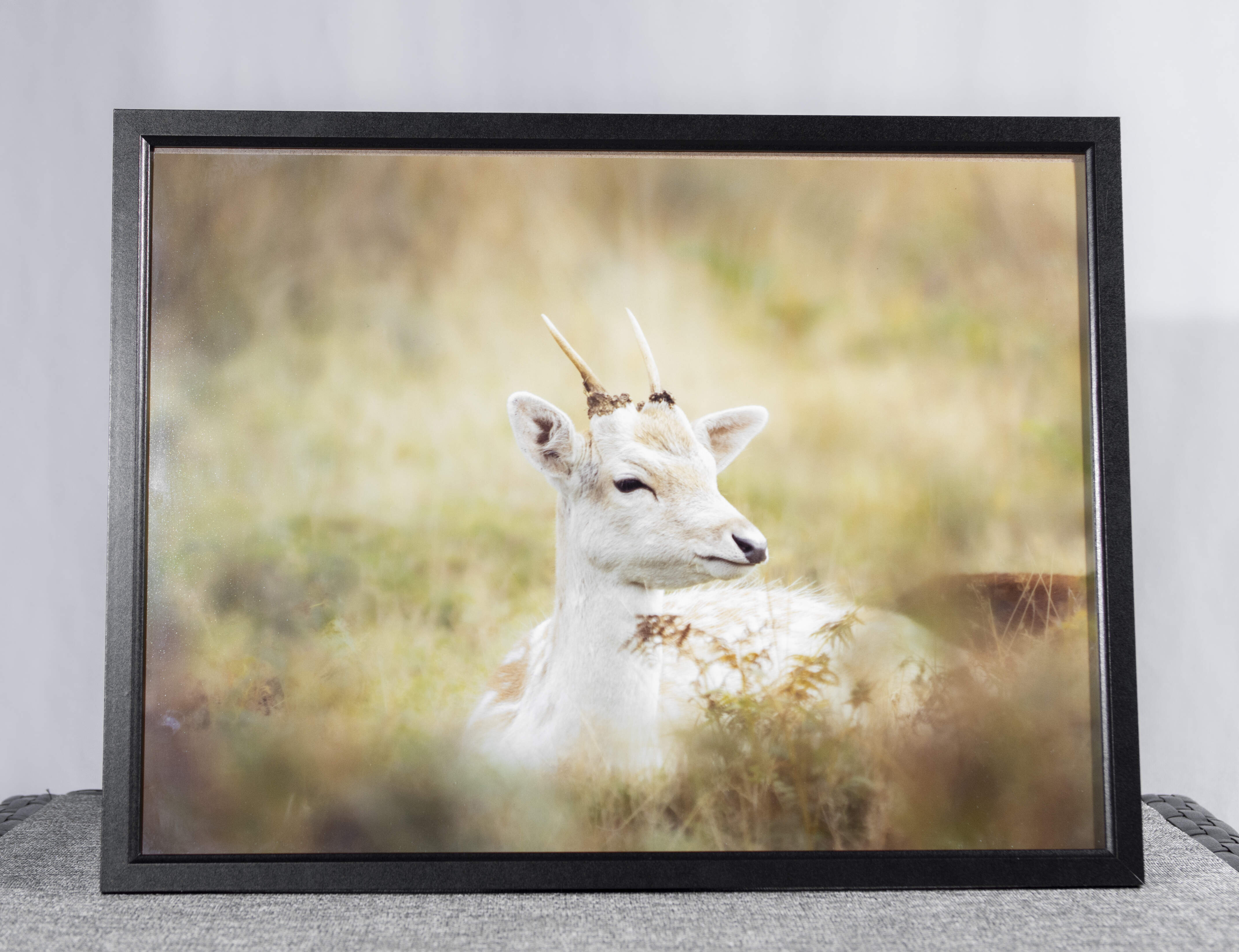 Fallow deer framed photo