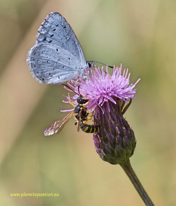 Holly blue butterfly and Paper wasp on Creeping thistle France