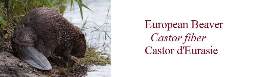 European Beaver, Castor fiber, Castor d'Eurasie in France