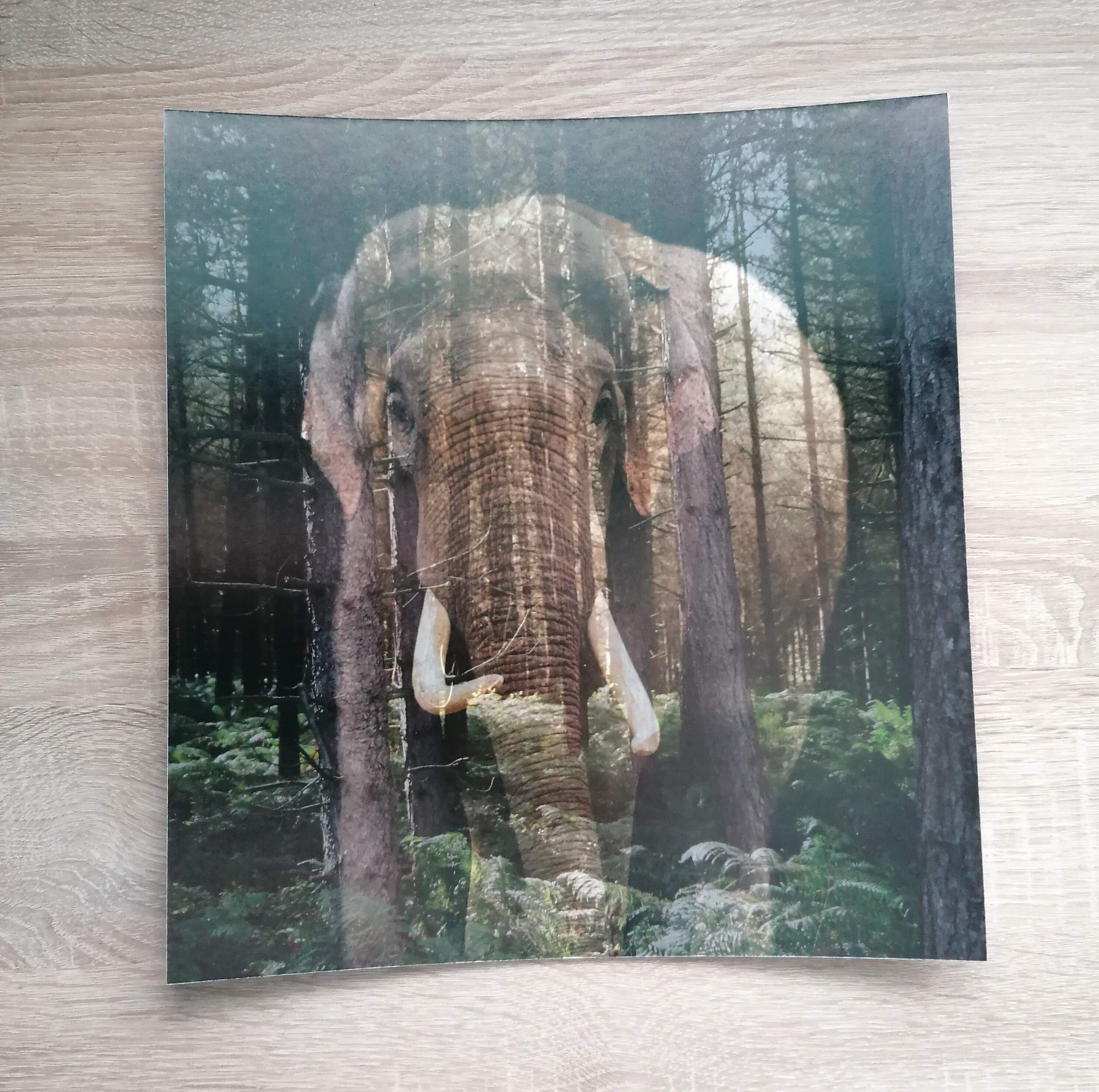 Disappearing elephant photo