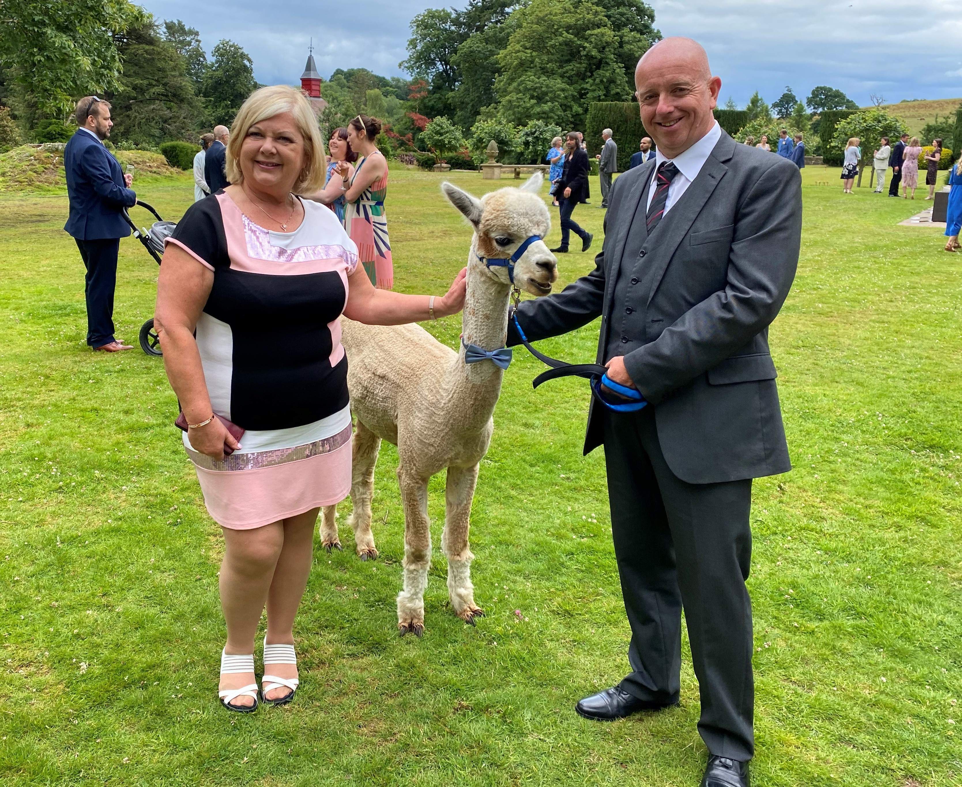 Alpaca and wedding guests