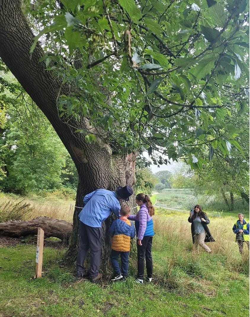 Measuring the Park's oldest tree