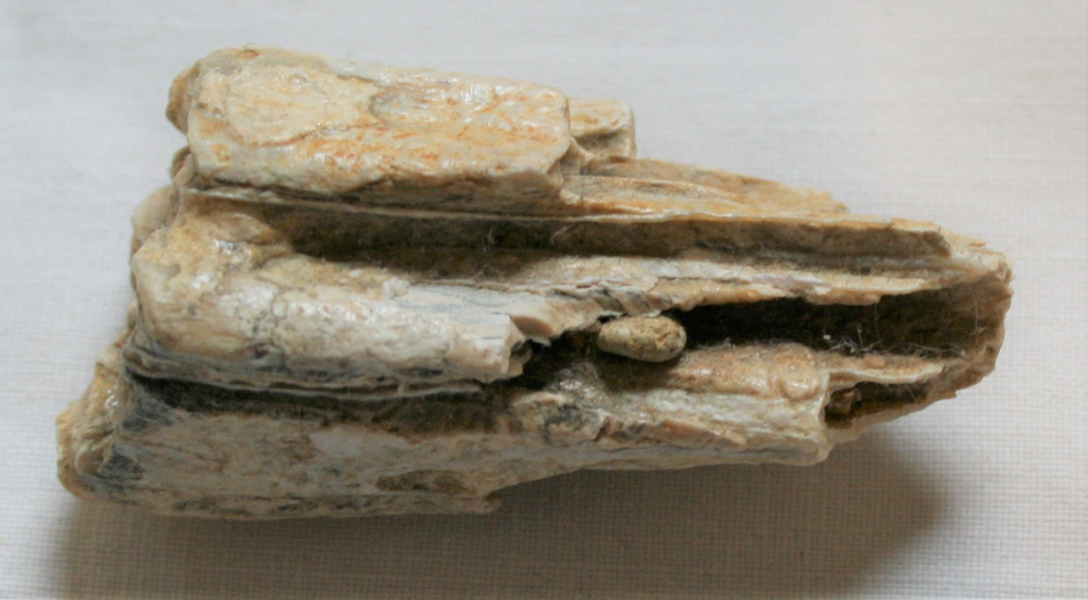 Horse Tooth