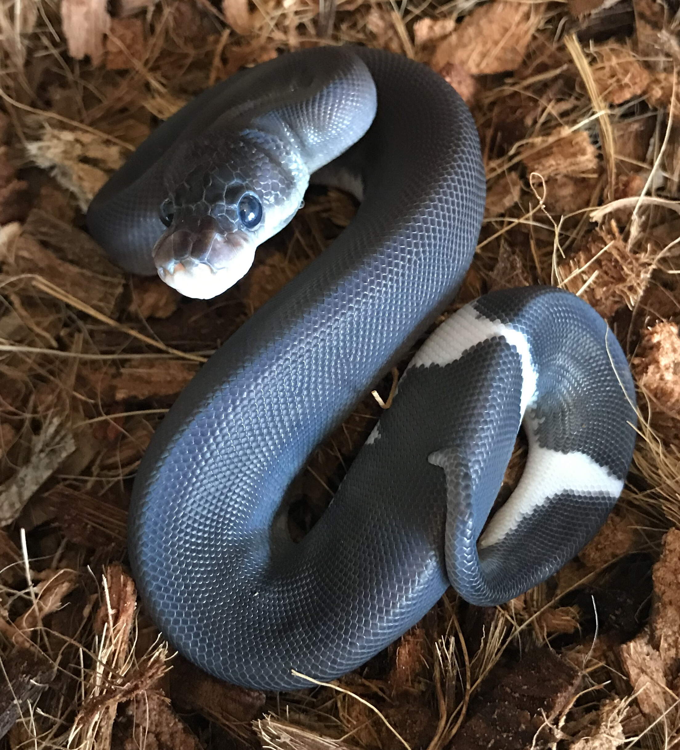 8 Ball Royal Python on coconut husk substrate