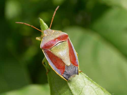 Gorse Shieldbug, Piezodorus lituratus France