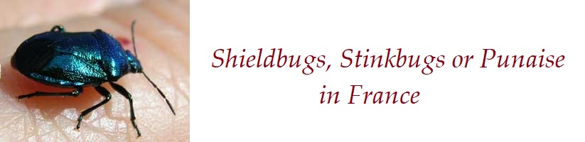 Shield bugs in France