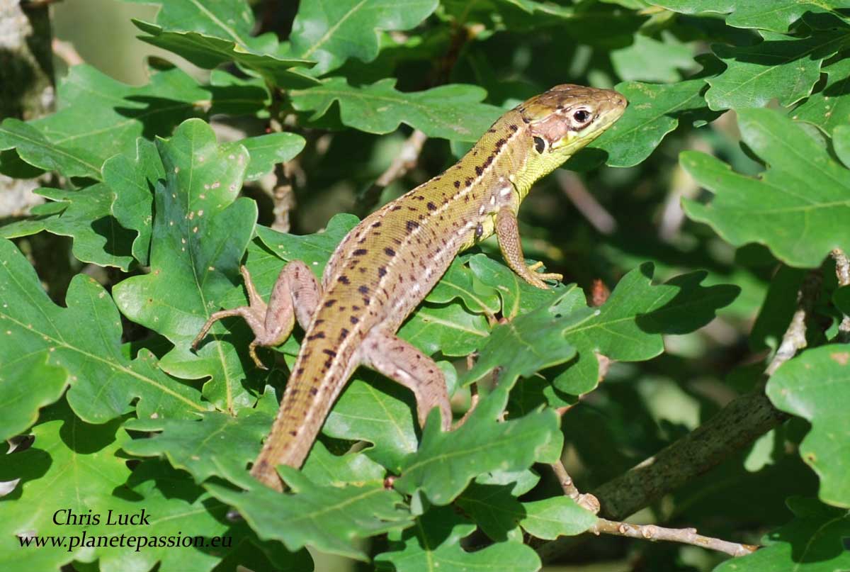 Juvenile female Green Lizard France