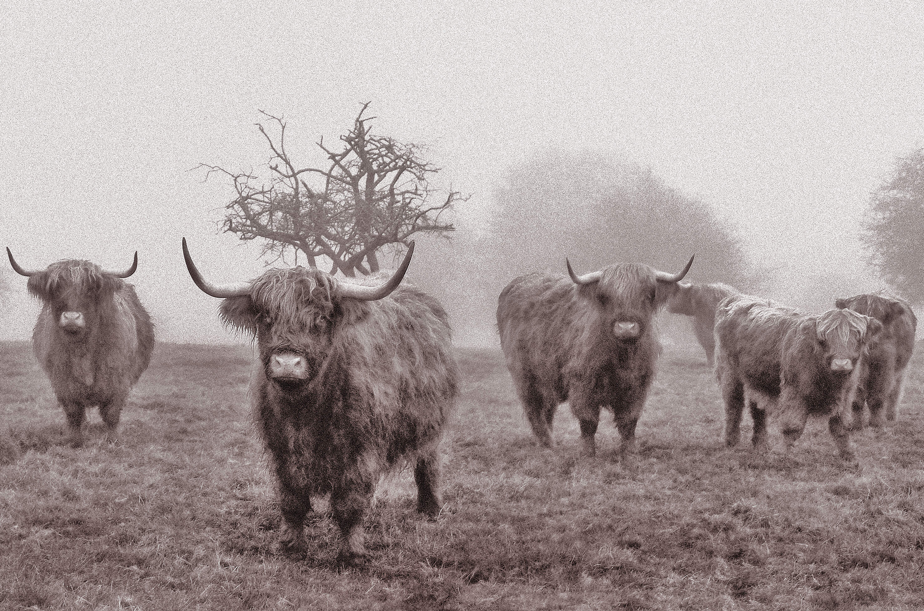 Misty Morning Highland Cattle
