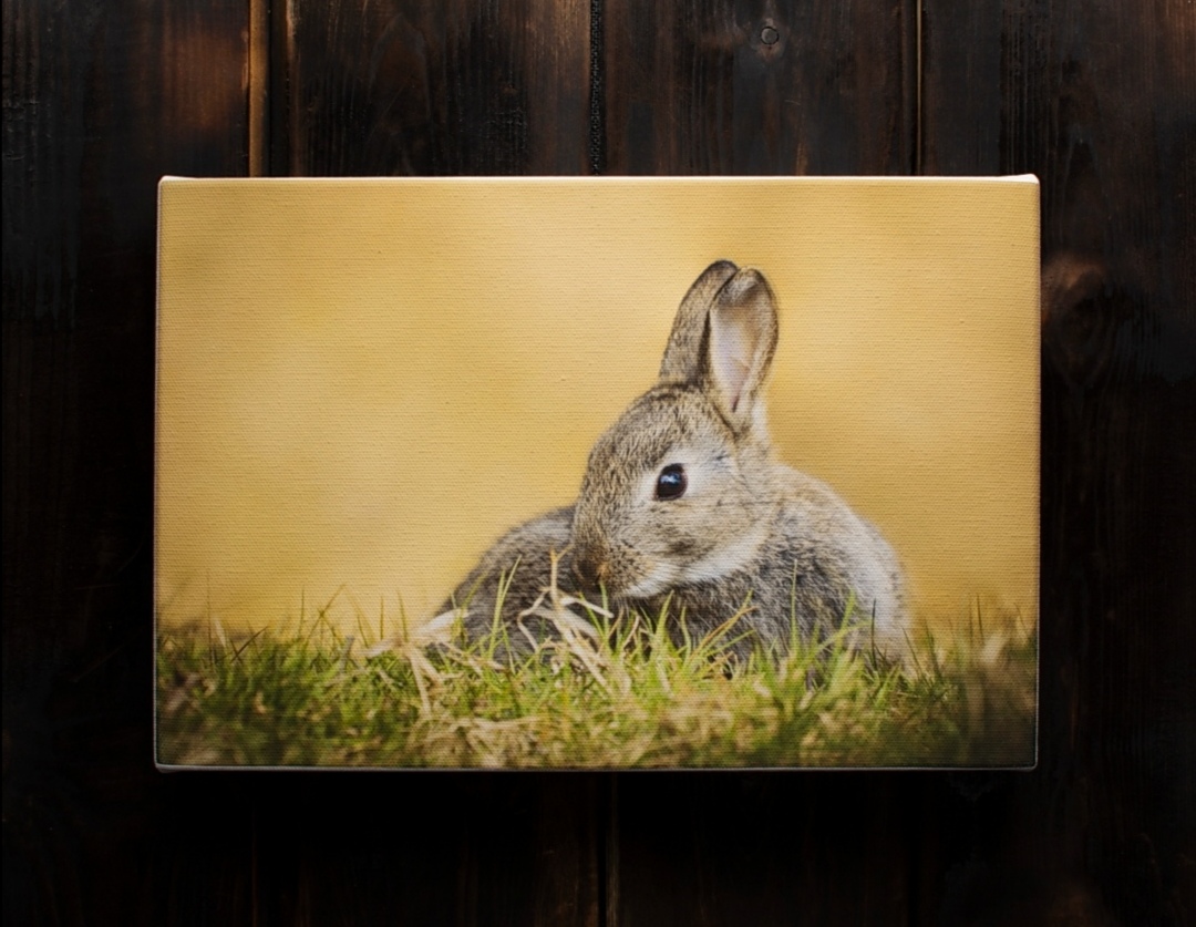 A4 rabbit canvas