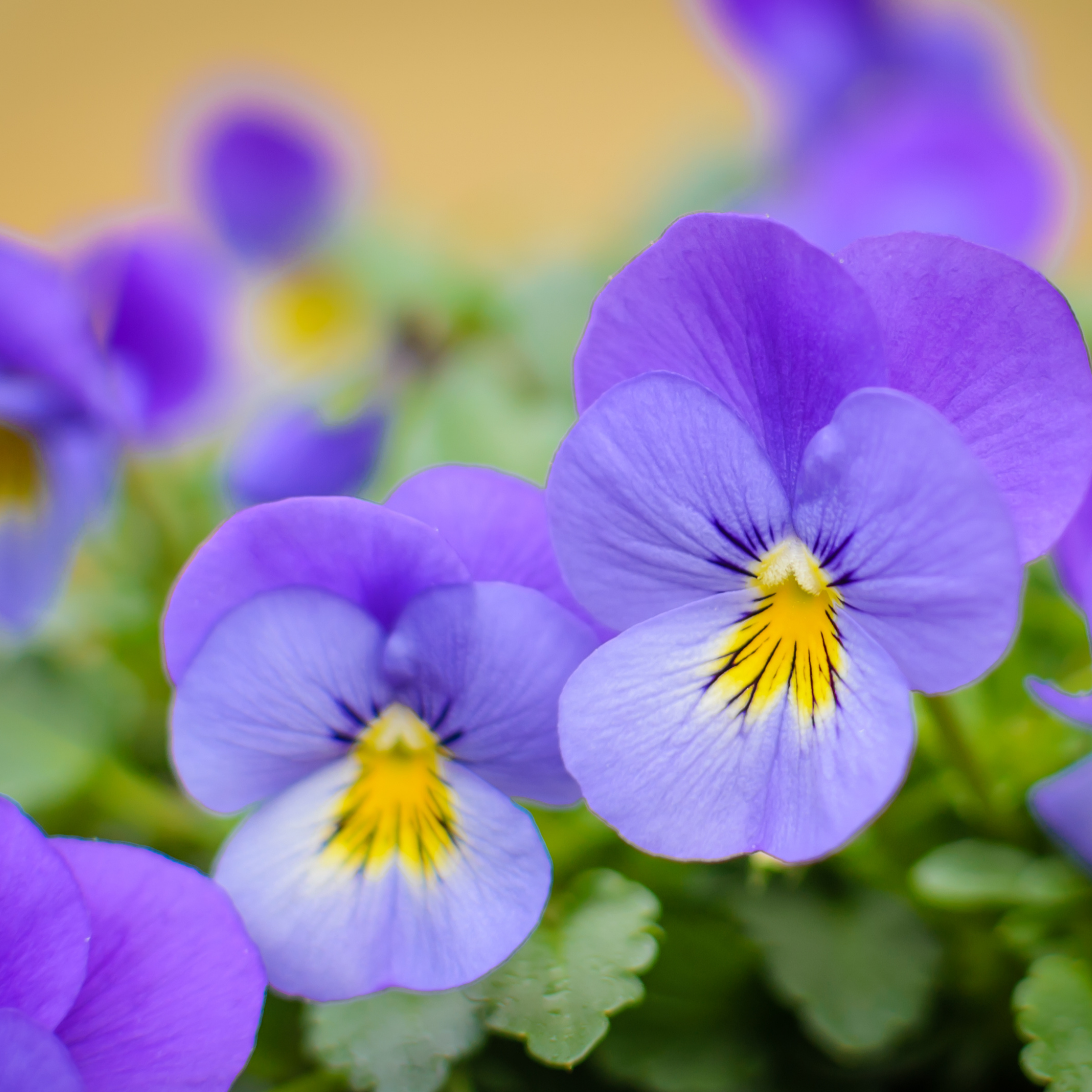 Viola- Wild Hearts Ease Organic Flower Seeds