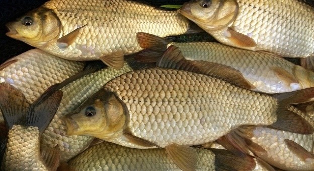 Stock fish for sale Click on the above menu for more info